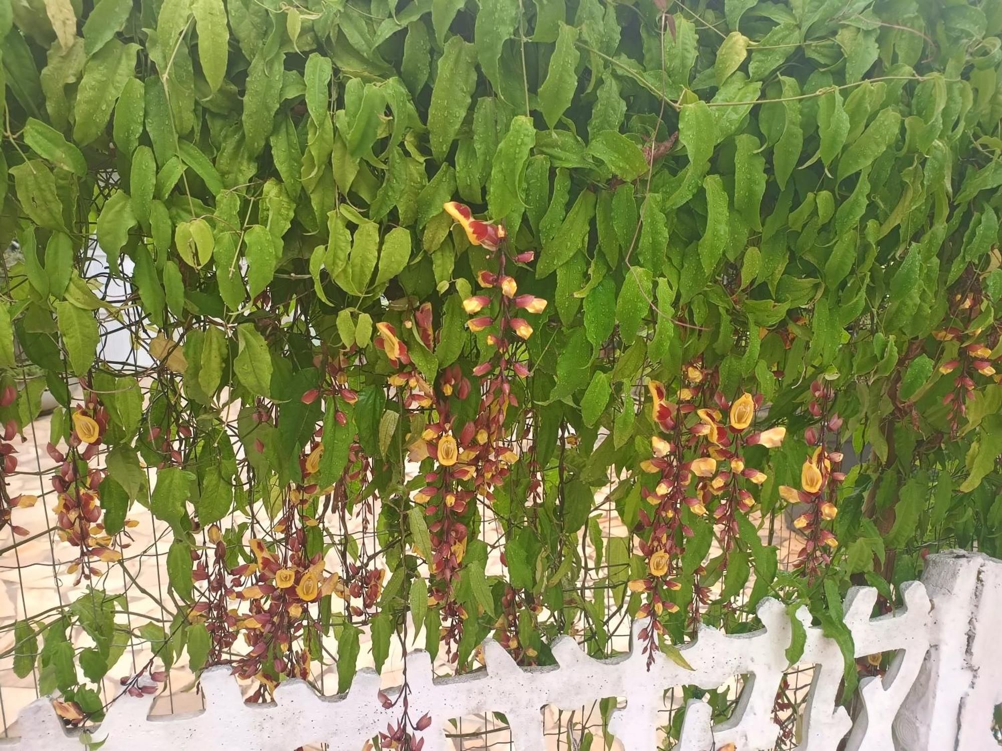 Pousada Nova Primavera Убатуба Экстерьер фото