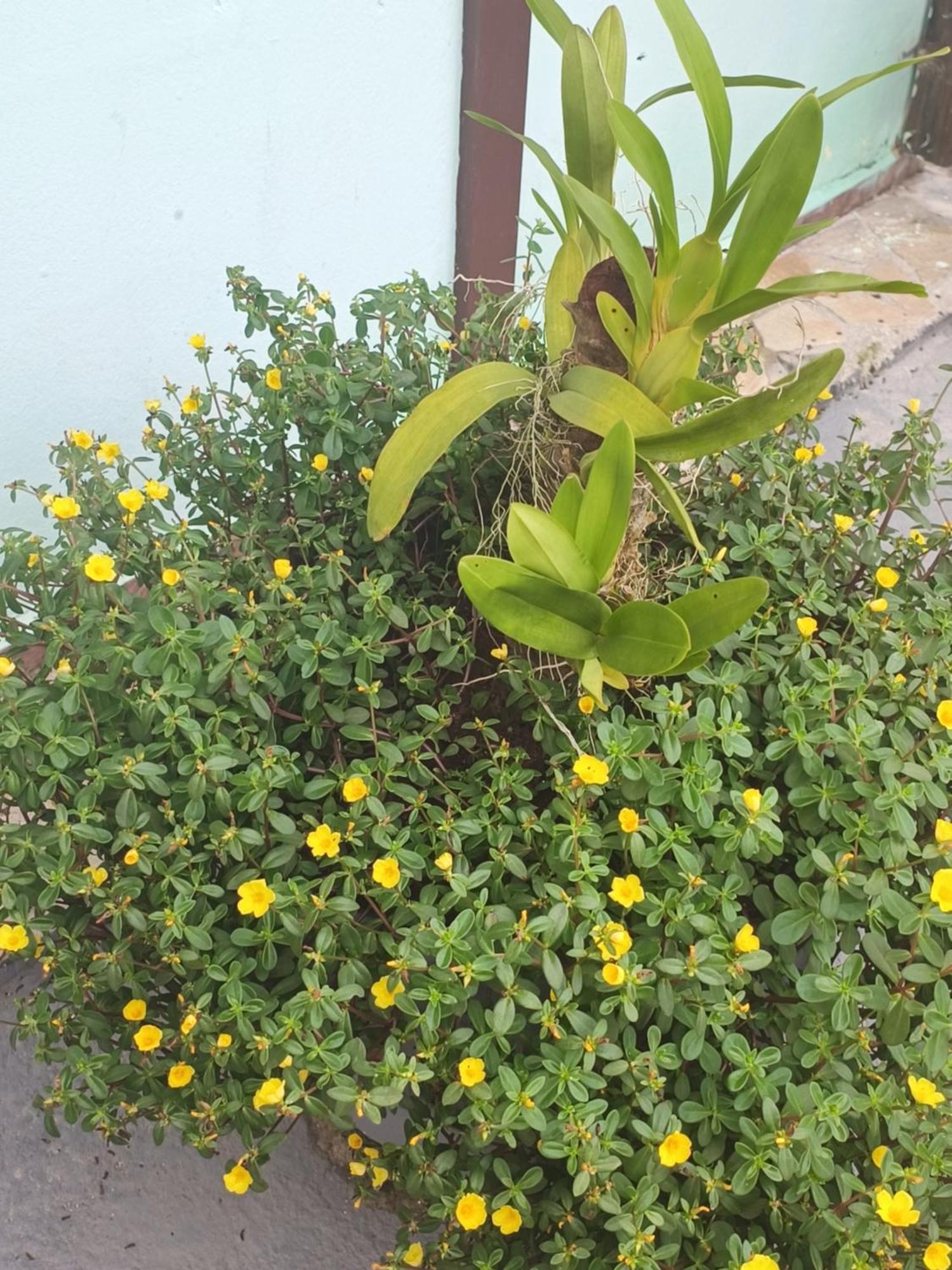 Pousada Nova Primavera Убатуба Экстерьер фото