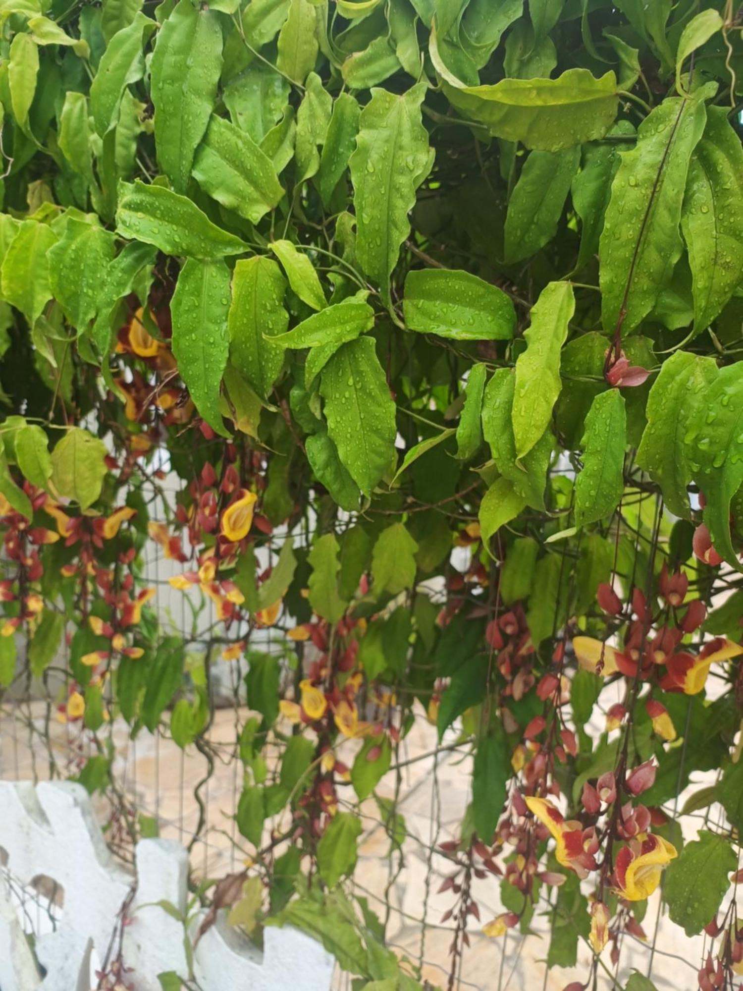 Pousada Nova Primavera Убатуба Экстерьер фото
